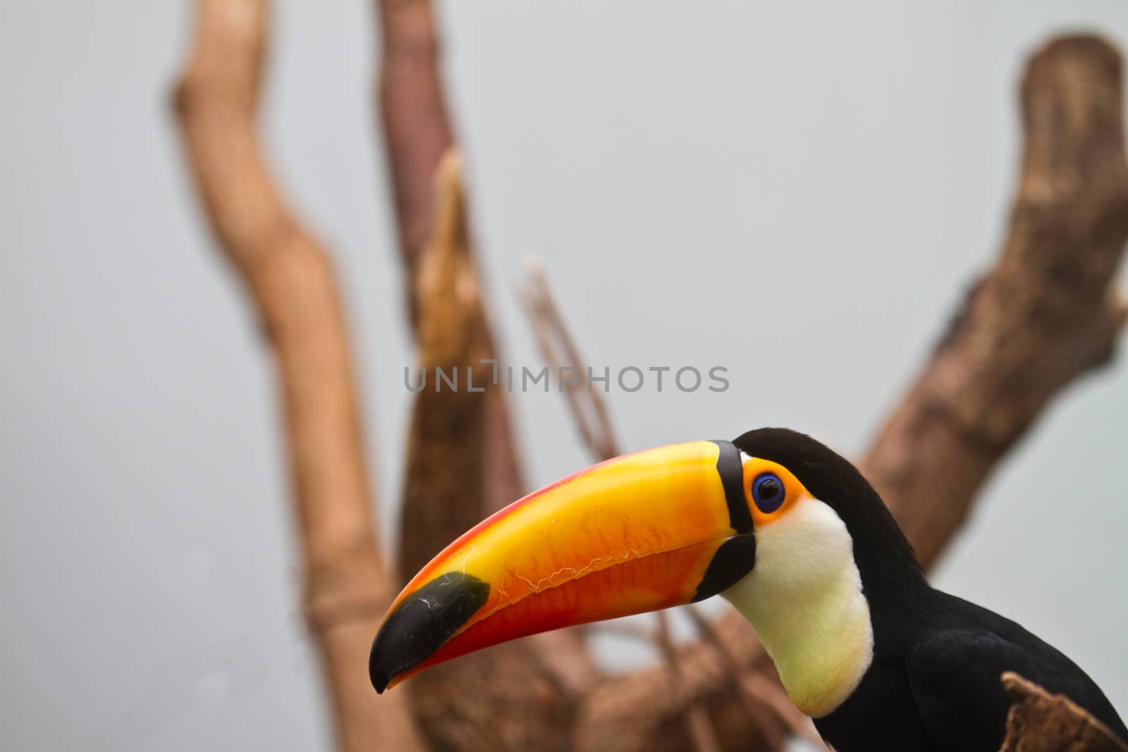 channel-billed toucan by jeancliclac