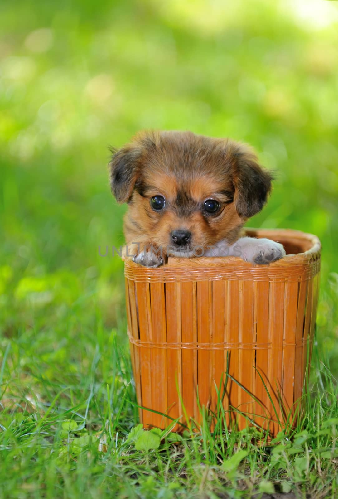 Pekingese puppy dog in a straw basket 