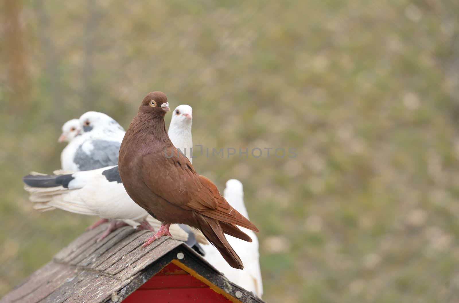 The Oriental Roller pigeons in cage