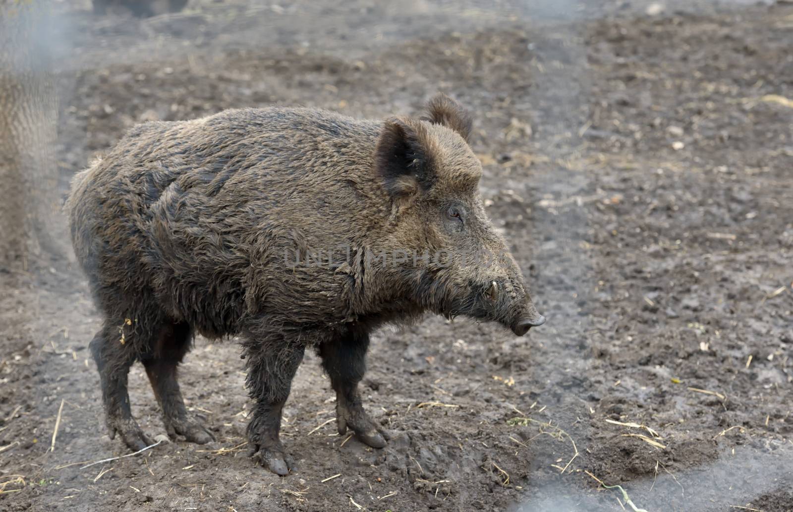 Wild boar or wild pig in forest