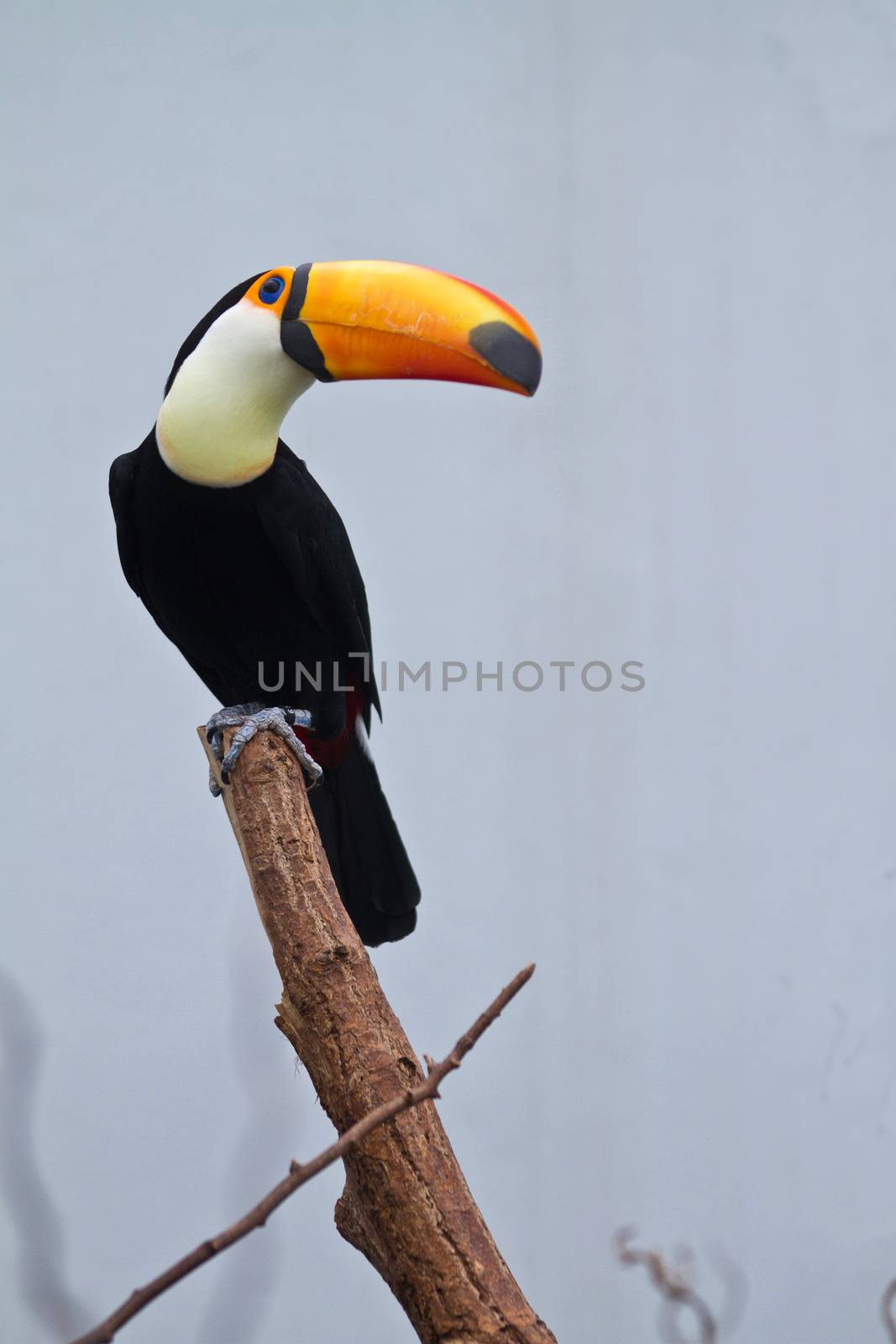 channel-billed toucan by jeancliclac