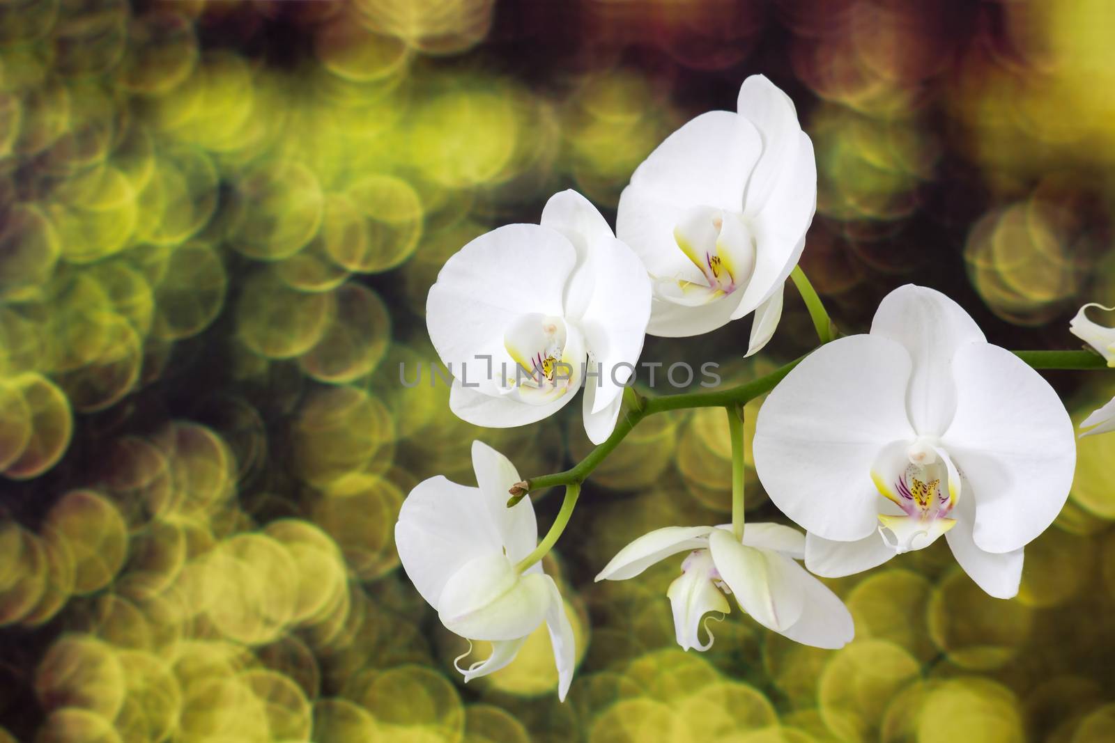 Beautiful white orchid - phalaenopsis by miradrozdowski