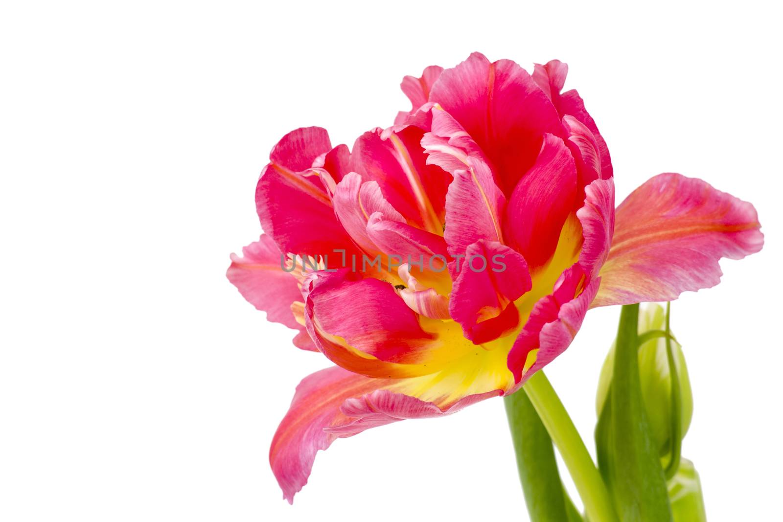 red tulip on white background