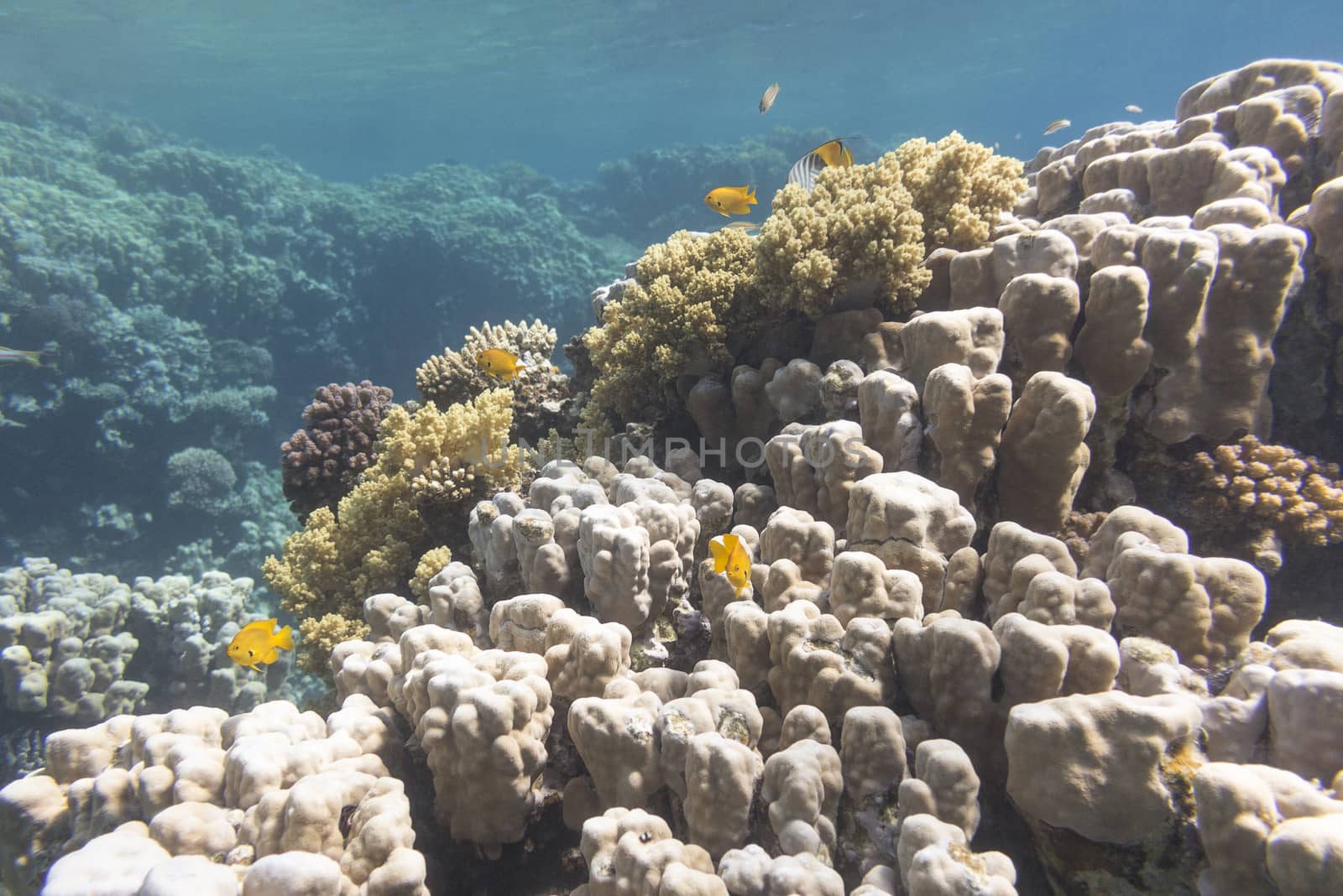 Coral reef with porites corals in tropical sea, underwater by mychadre77