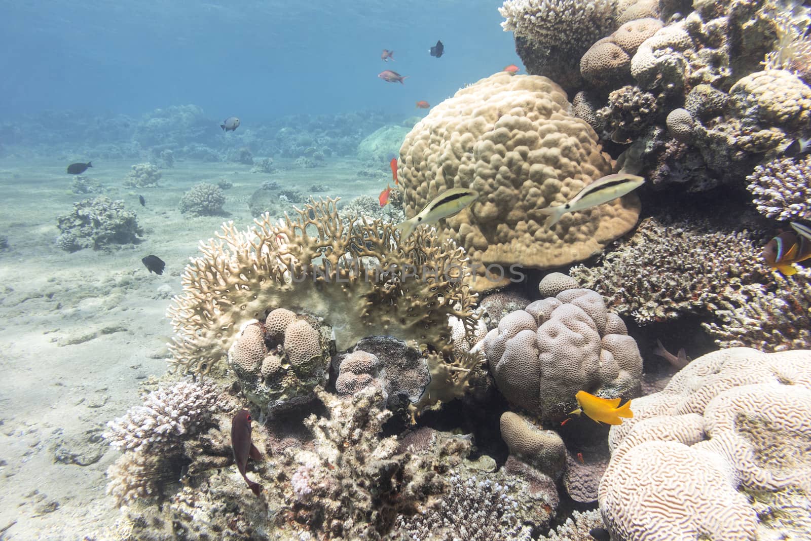 coral reef with  exotic fishes in tropical sea, underwater by mychadre77