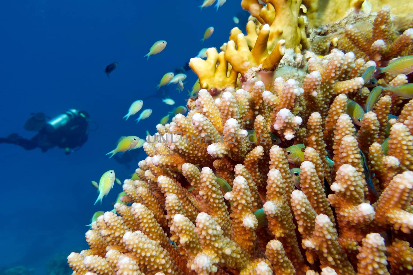 coral reef with fishes chromis caerulea and diver , underwater by mychadre77