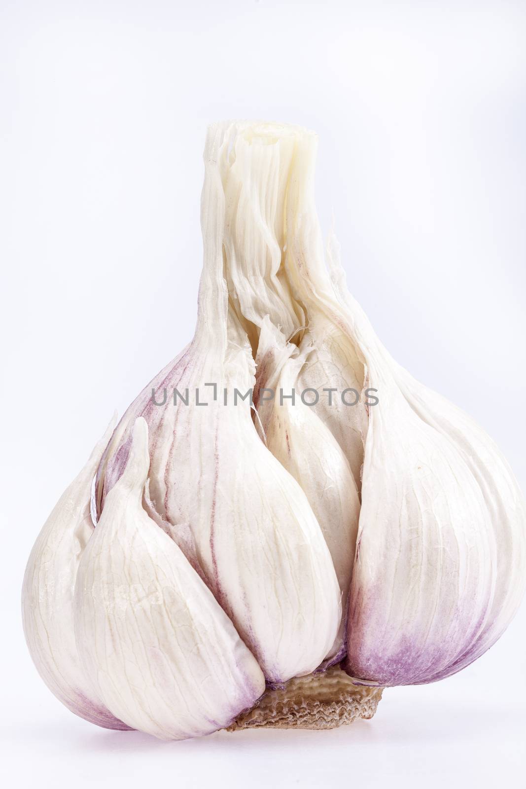 single garlic isolated on white background, close up
