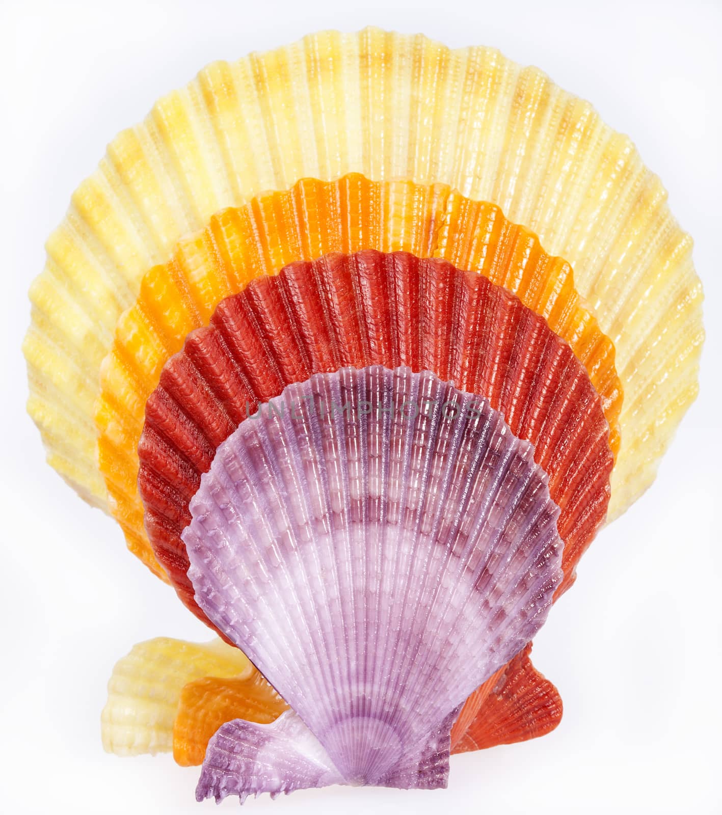 some colorful seashells of mollusk isolated on white background.