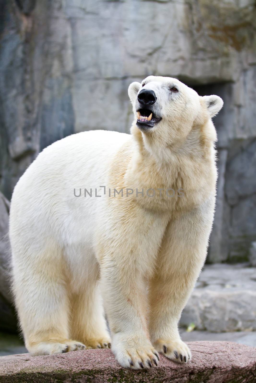 Zoo animals in copenhagen Denmark