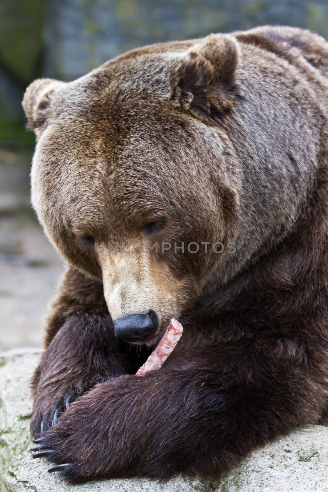 Zoo animals in copenhagen Denmark