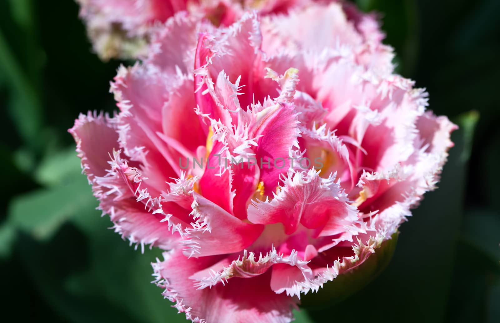 Ping tulip with fringe close up