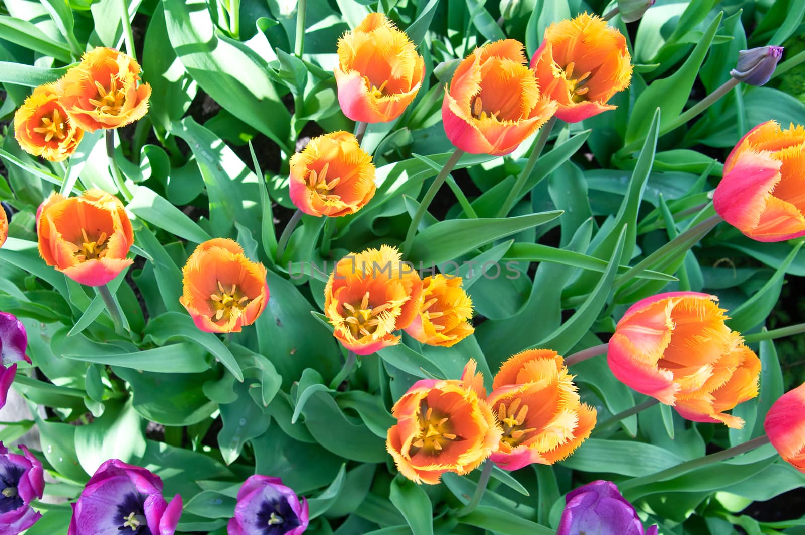 Orange tulips in flower bed in park
