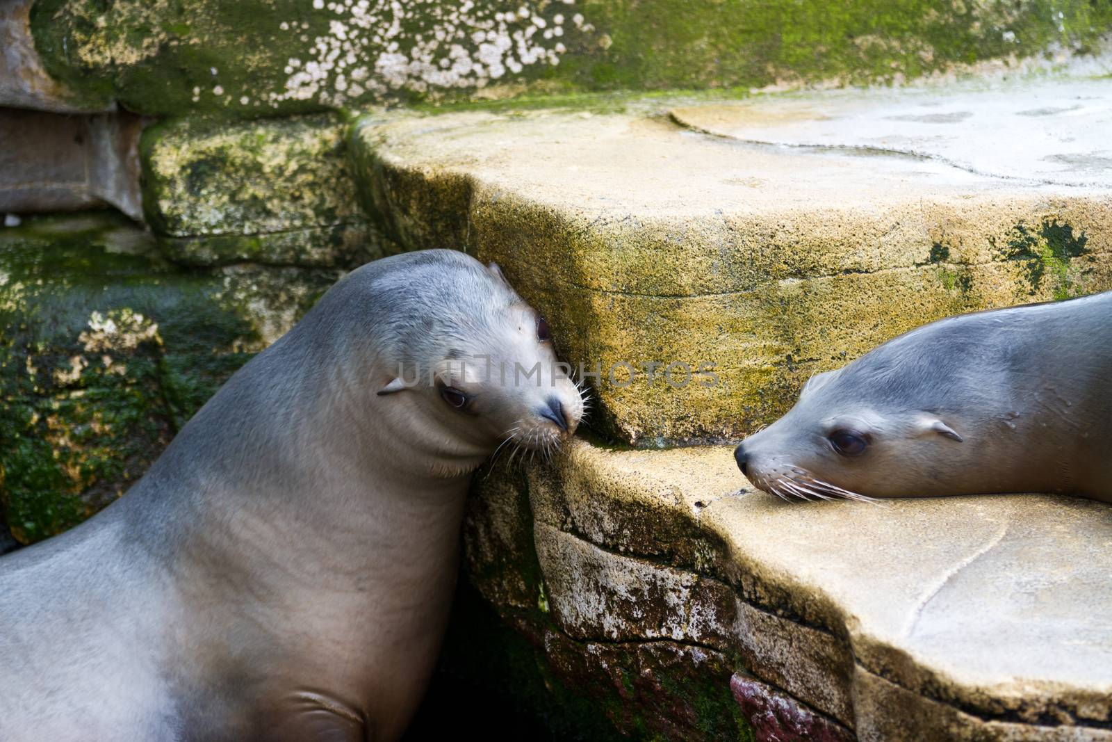 Zoo animals in copenhagen Denmark