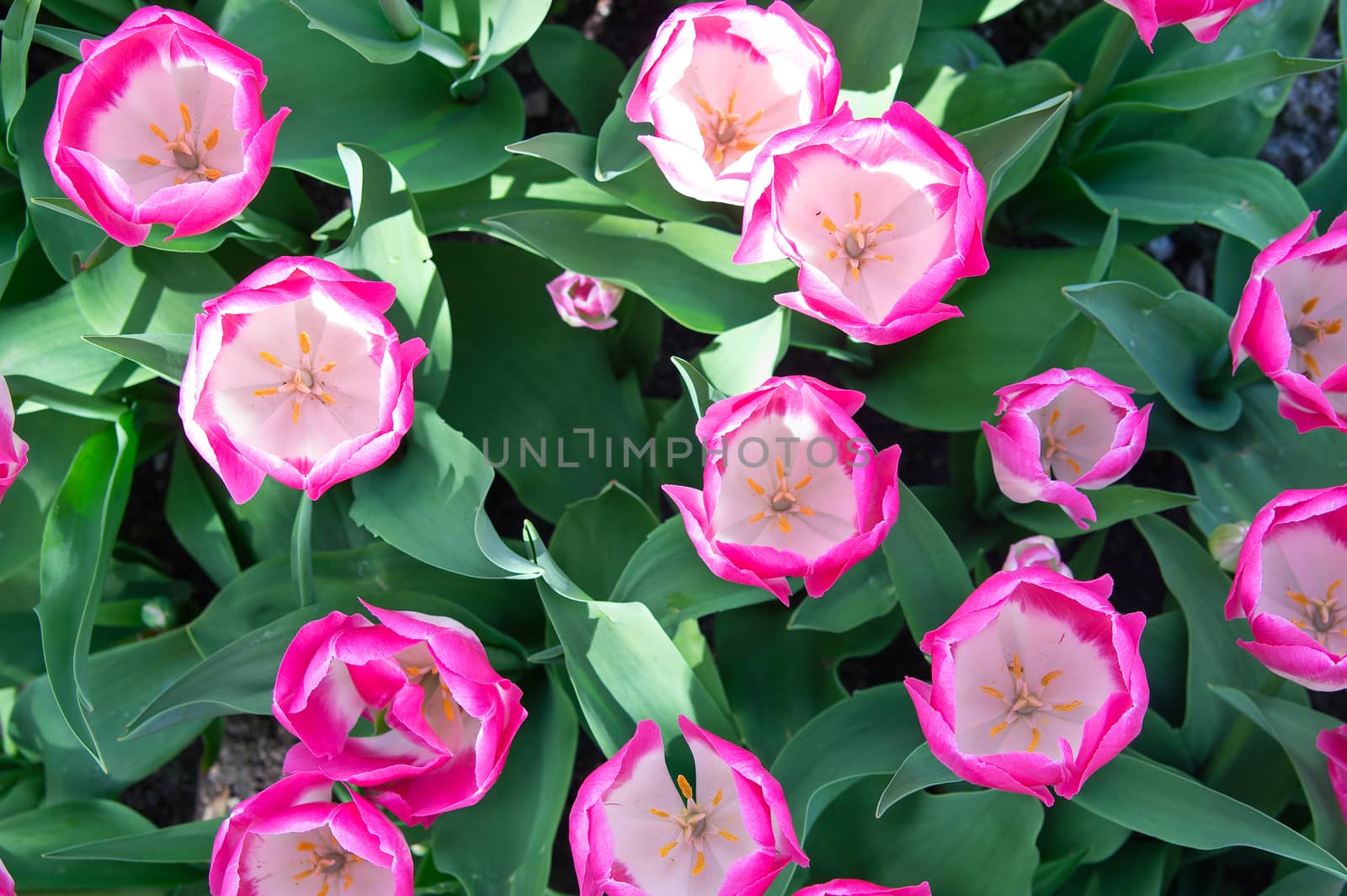 Pink tulips in flower bed for background