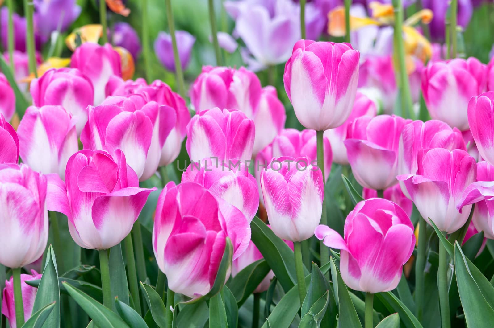 Pink tulips for background