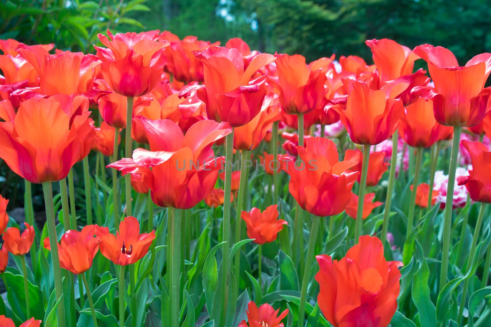 Red tulips in park for background