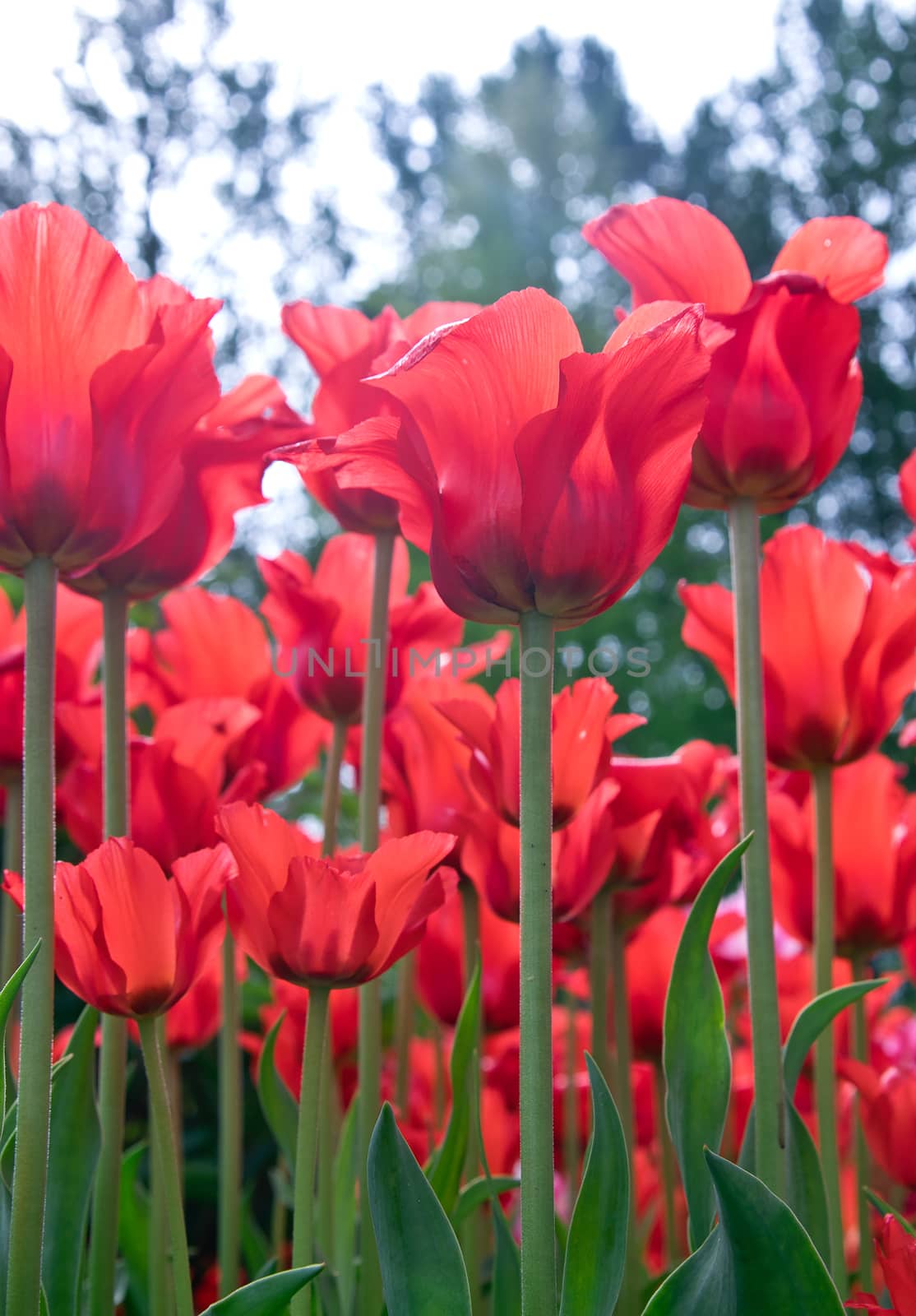 Red tulips in flower bed in park