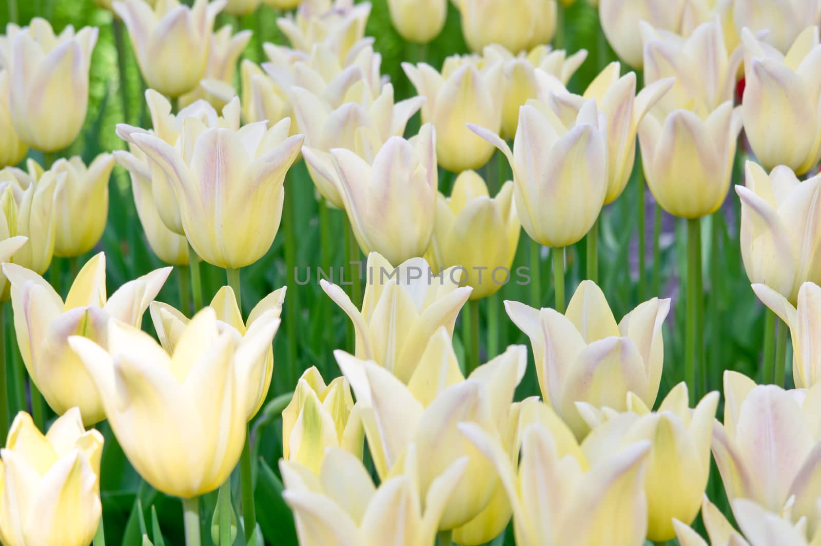 Yellow tulips for background