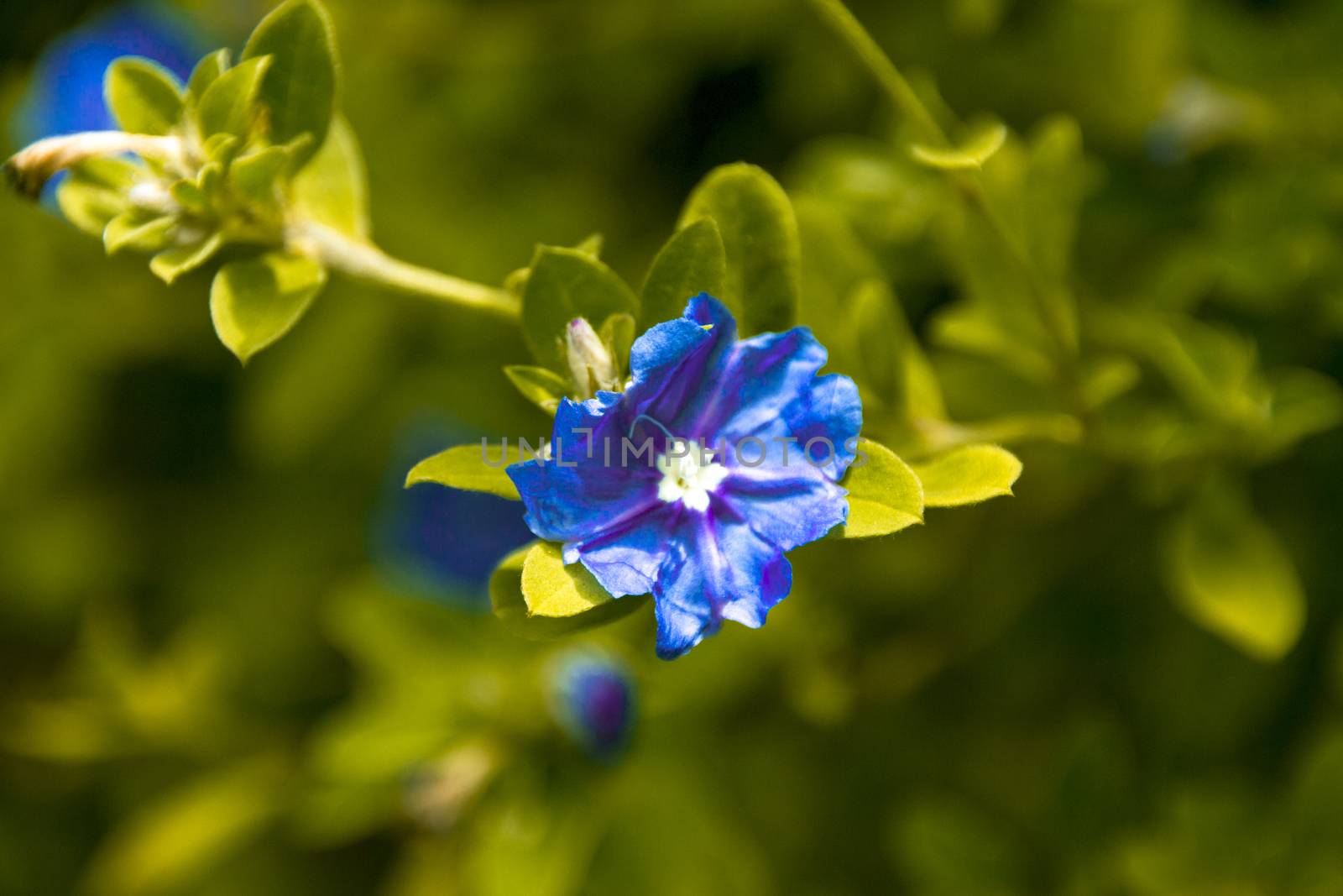 bright blue flower growing in garden shot in early morning natural daylight with shallow depth of field