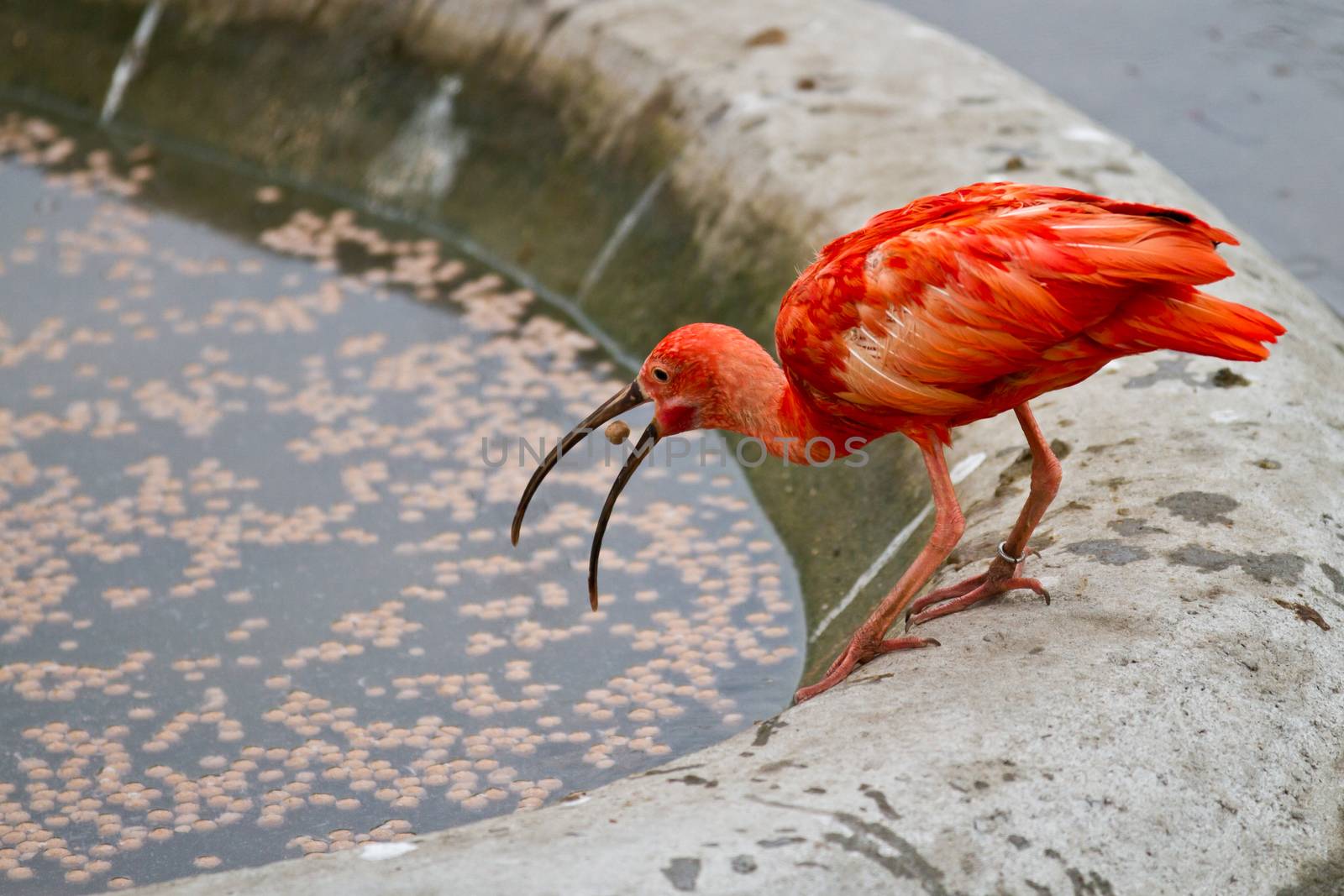 Zoo animals in copenhagen Denmark