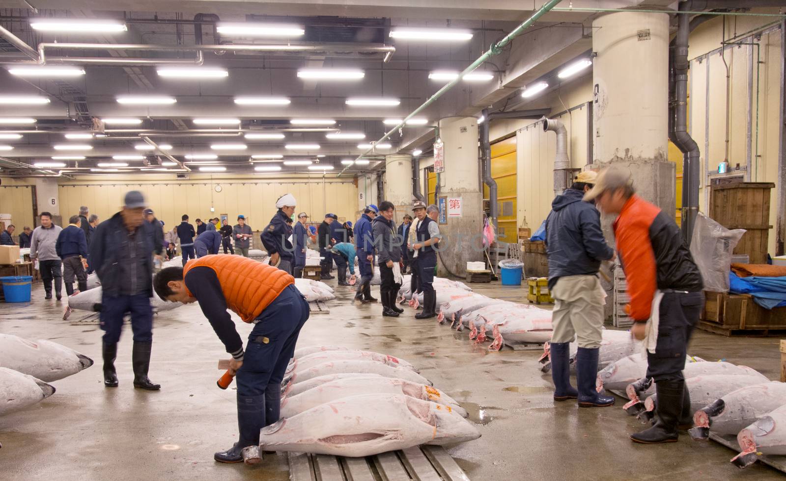 Tokyo, Japan - November 12, 2015: Famous Tuna auction at Tsukiji fish market. Tsukiji is the biggest fish market in the world. The Tuna auction is the main attraction for tourists.
