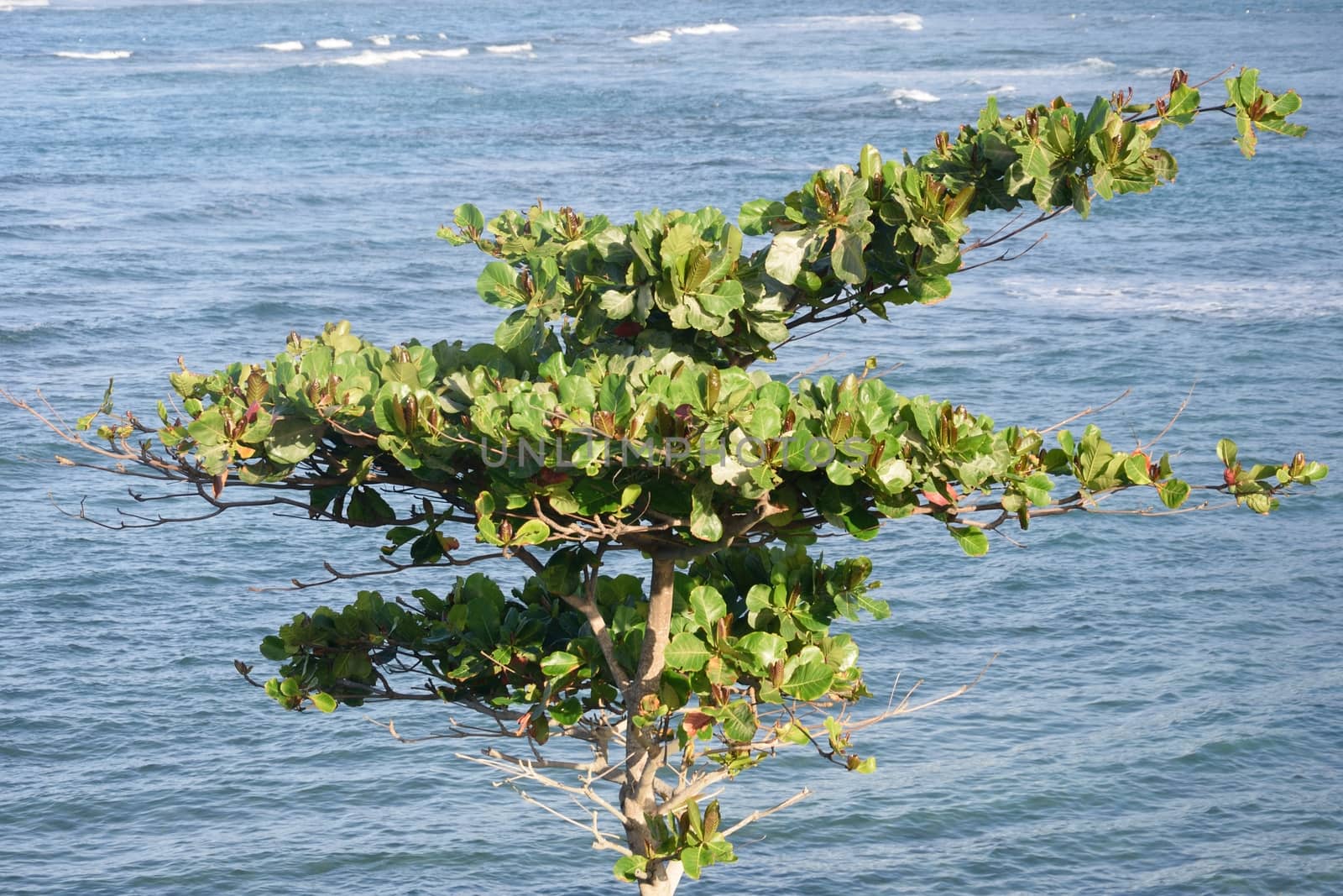 Green Tree with Ocean in Background