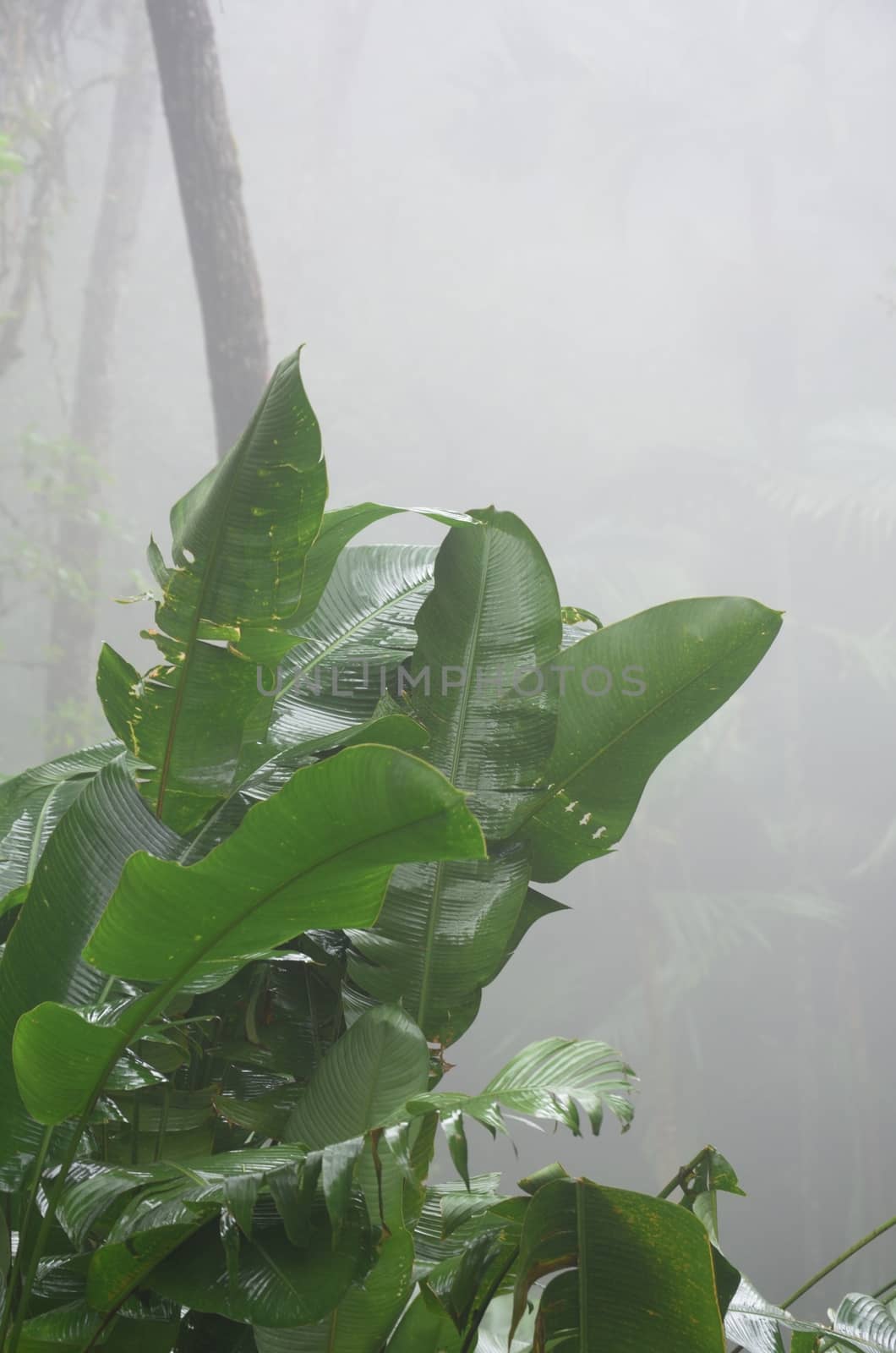 Green leafed plant in Jungle with mist by pauws99