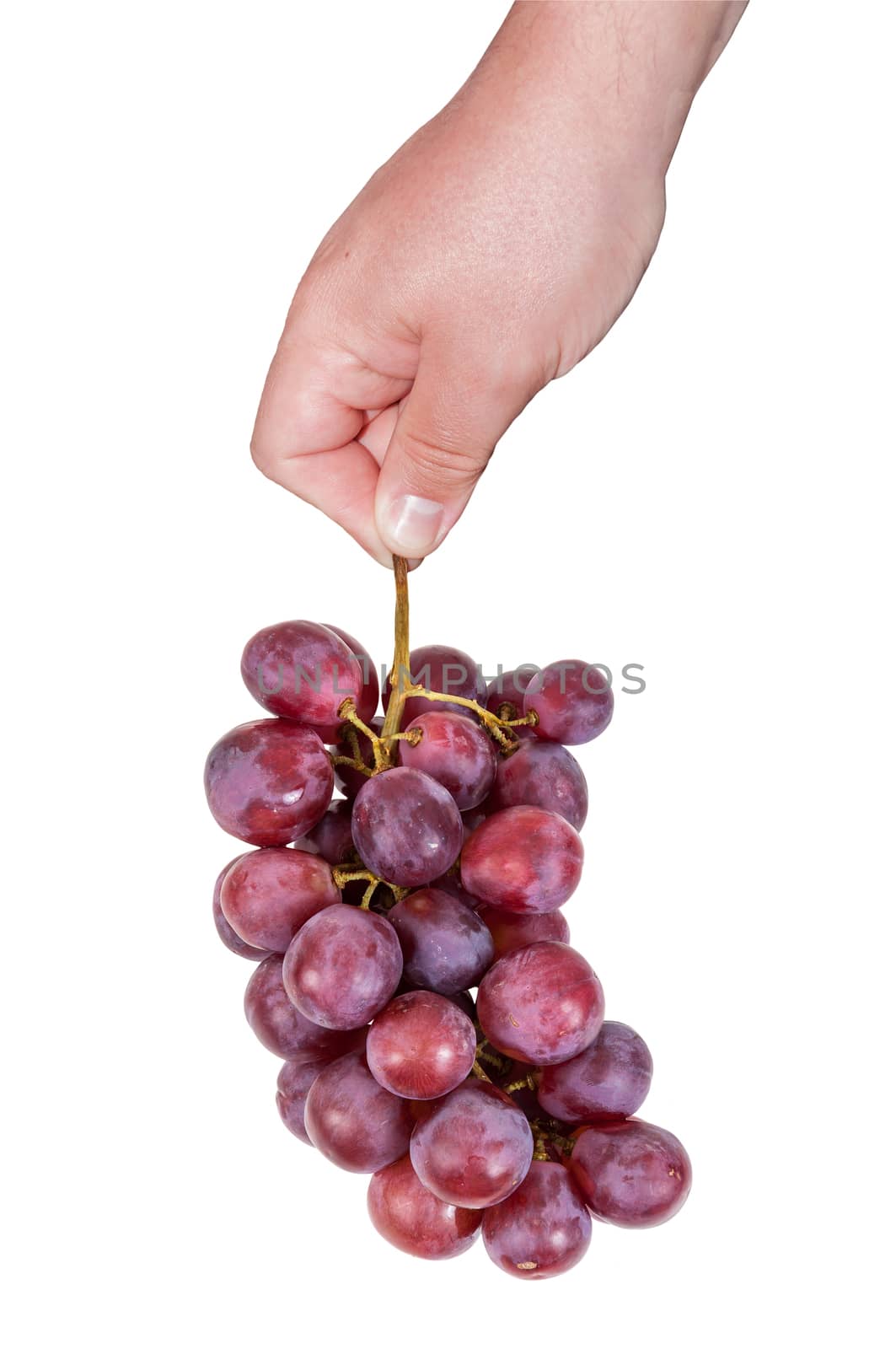 Hand holding bunch of red grapes isolated on white background with clipping path