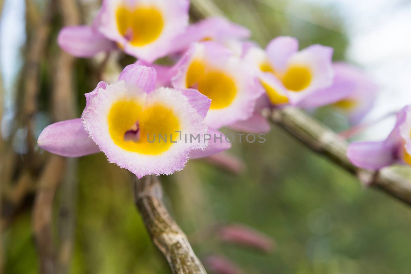 Wild flower orchid,Dendrobium primulinum Laos