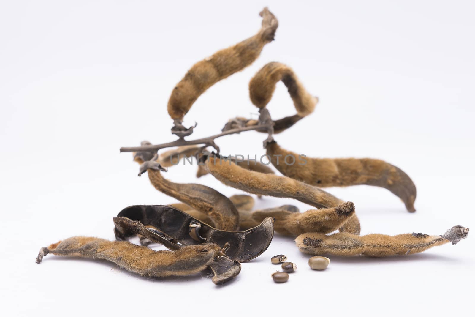 nettles brown pods (Mucuna pruriens) on white background