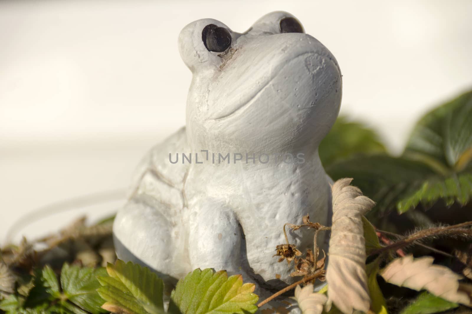 Tree frog in the strawberry patch