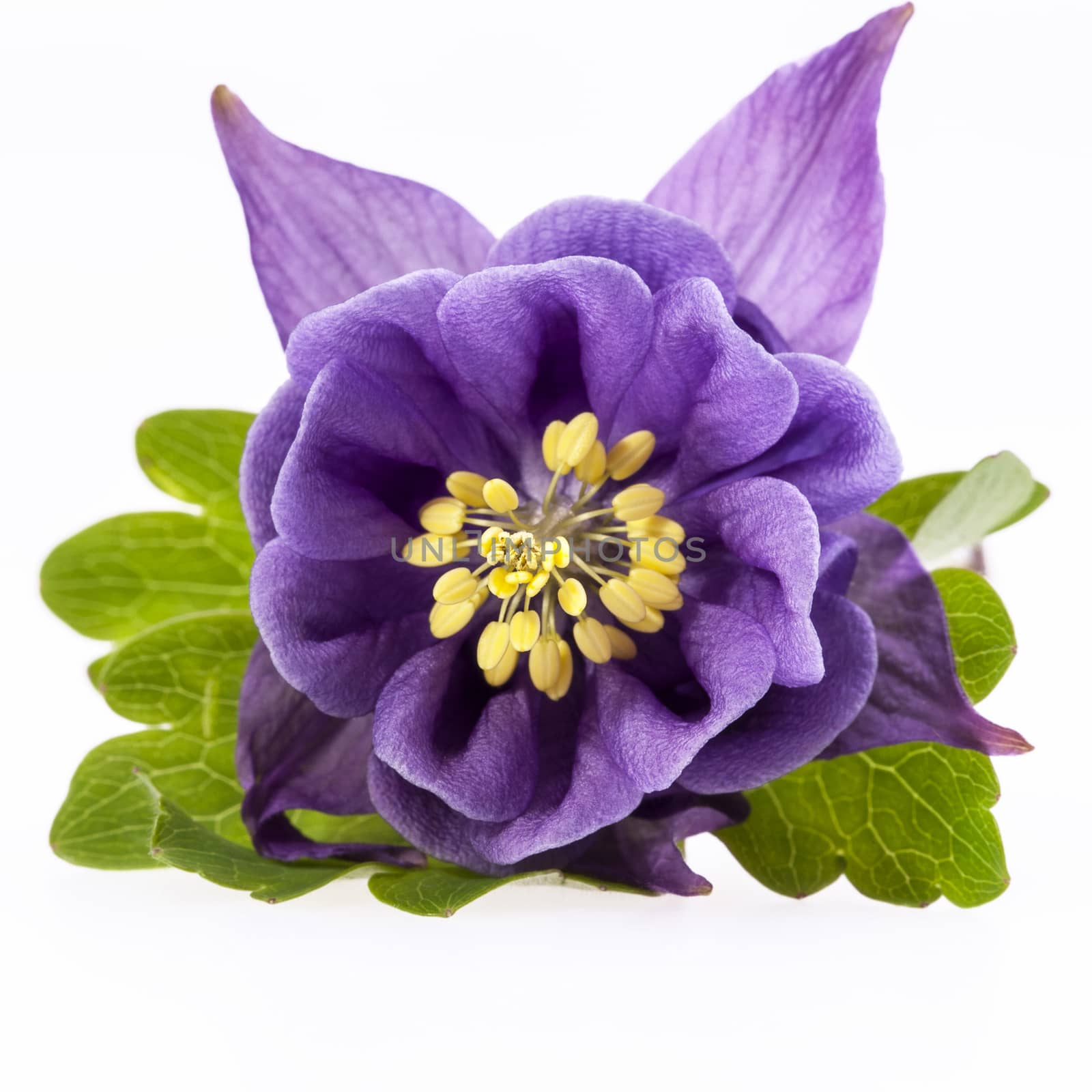 single violet  flower of Aquilegia vulgaris isolated on white background, close up