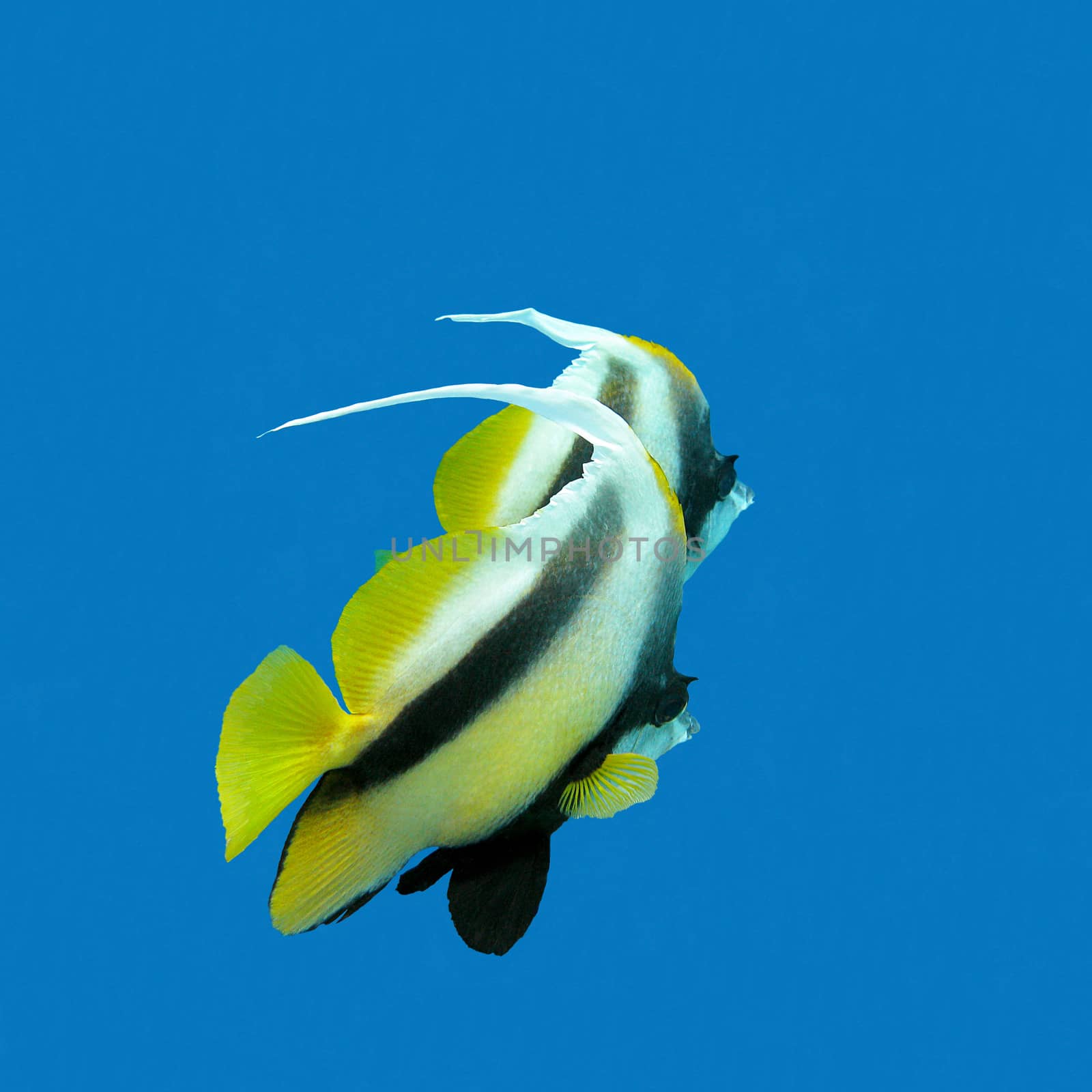 two exotic fishes bannerfish on a background of blue water, underwater.