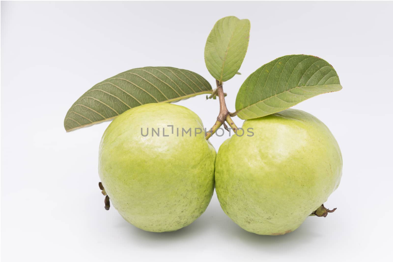 Guavas with leaves on white background
