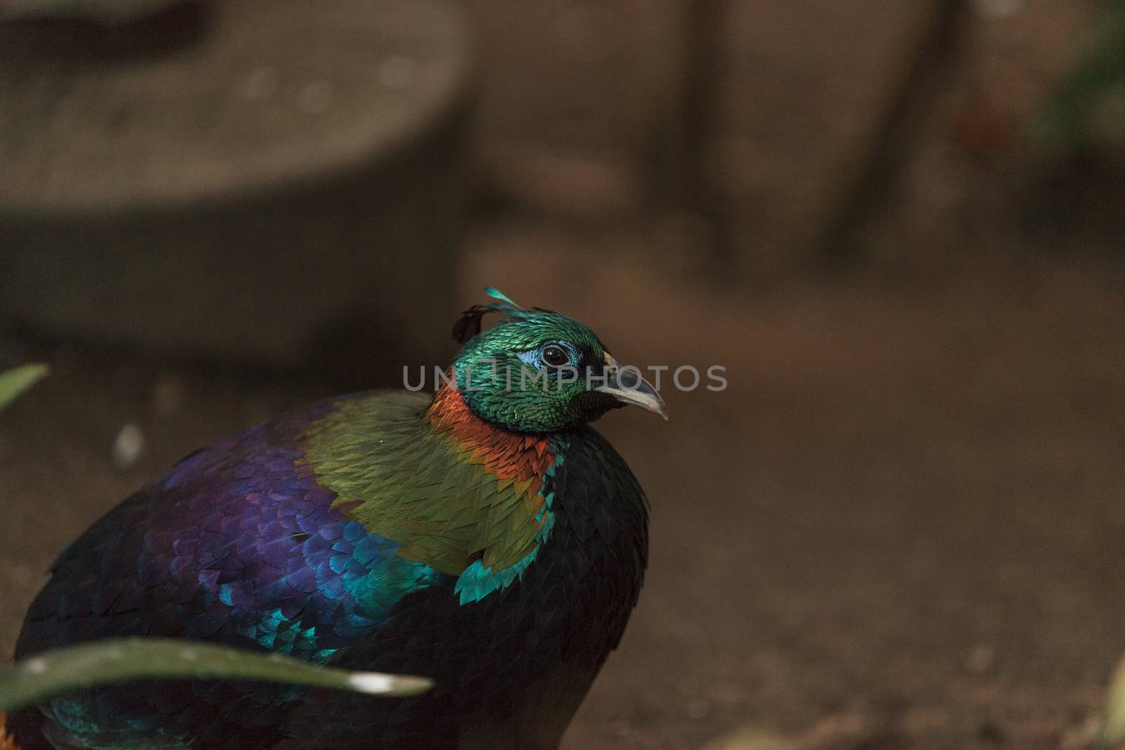 Himalayan Monal, Lophophorus impeyanus by steffstarr