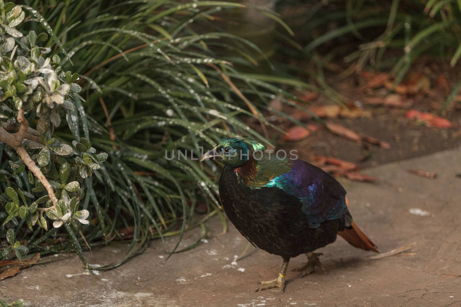 Himalayan Monal, Lophophorus impeyanus, is a colorful bird found in the Himalayas.