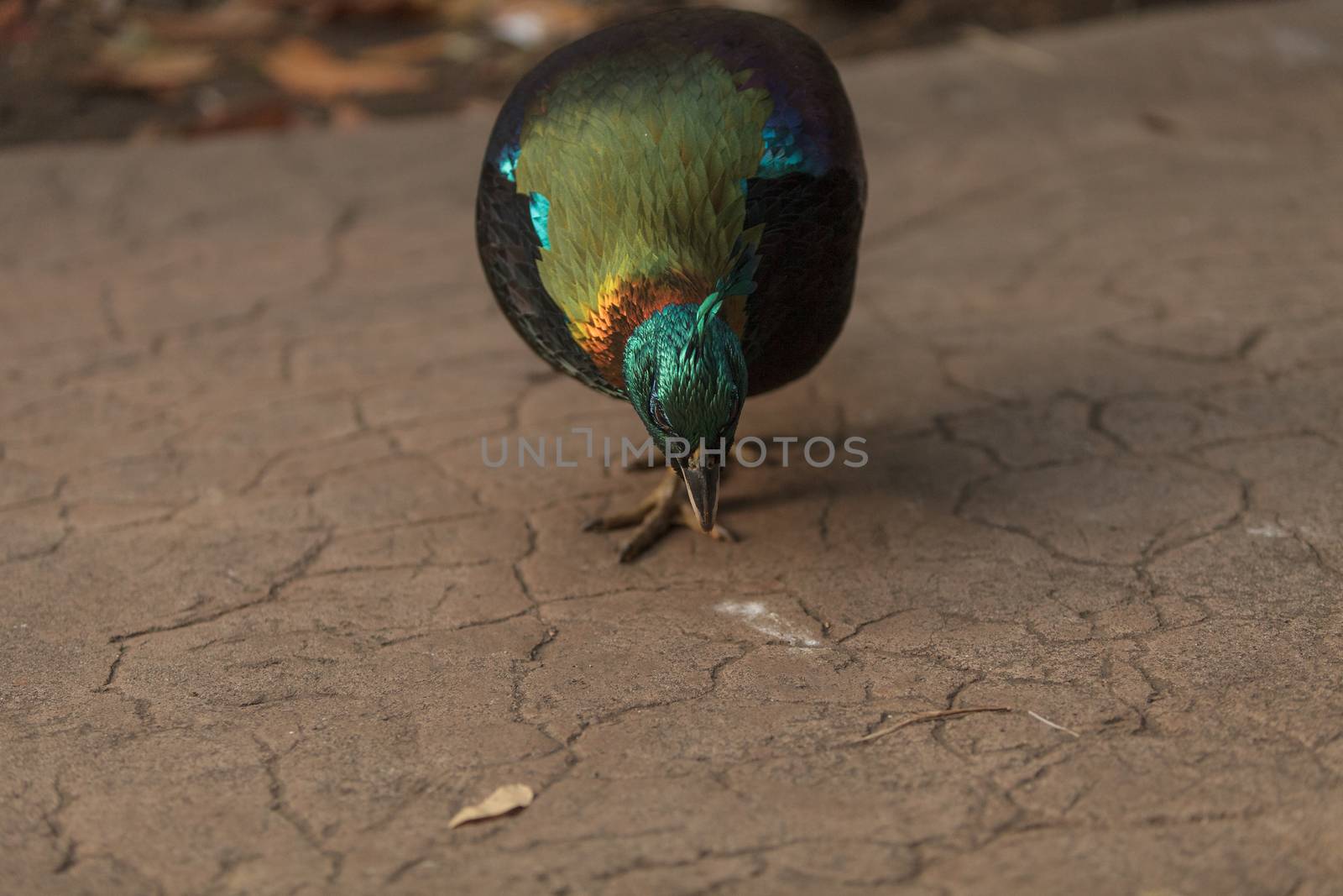 Himalayan Monal, Lophophorus impeyanus, is a colorful bird found in the Himalayas.