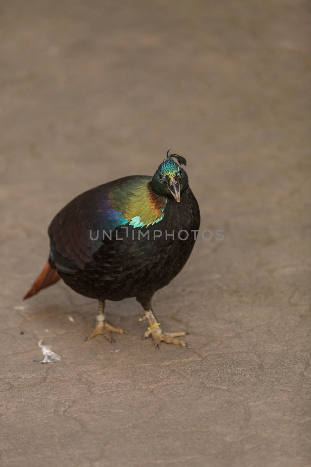 Himalayan Monal, Lophophorus impeyanus by steffstarr