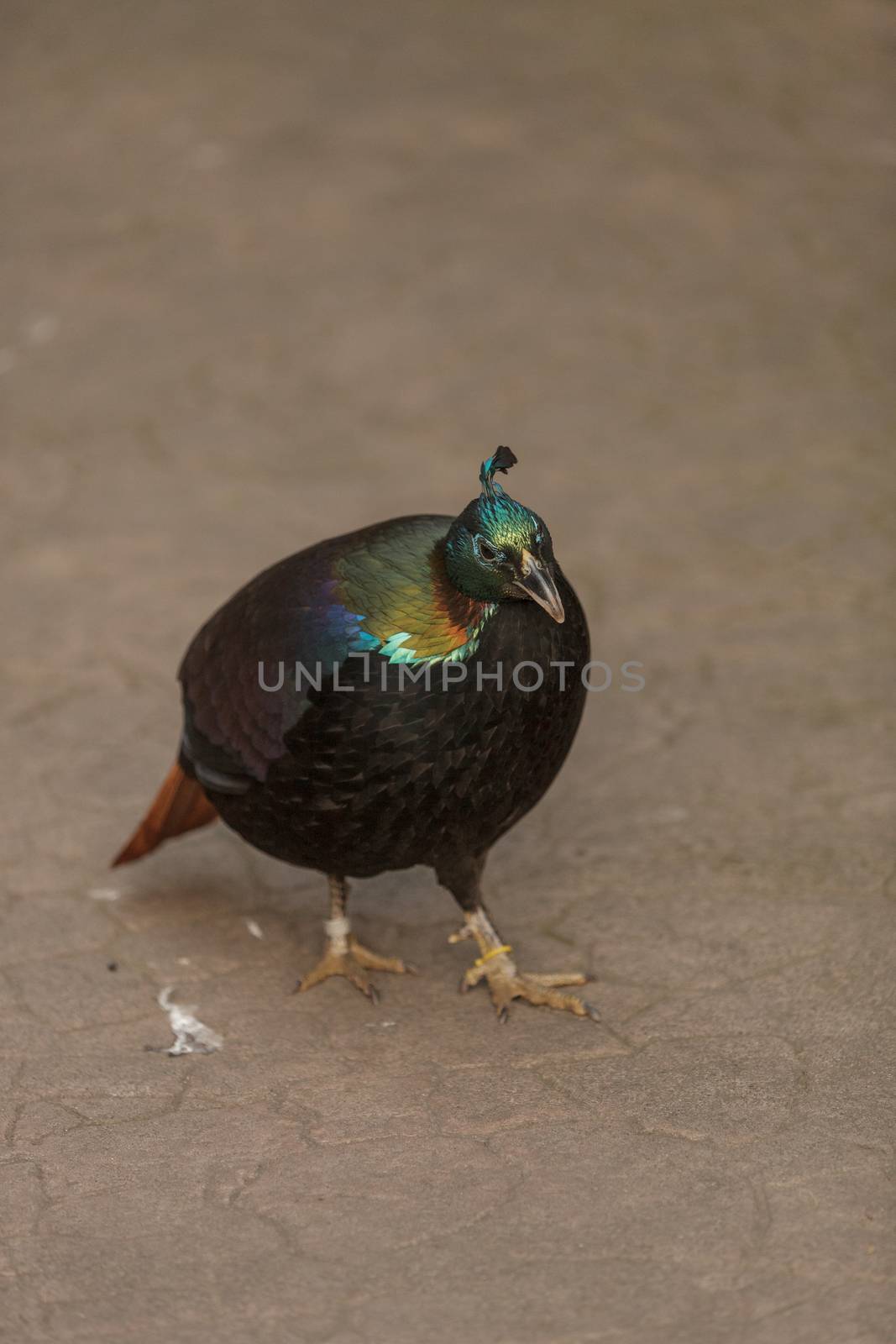 Himalayan Monal, Lophophorus impeyanus by steffstarr