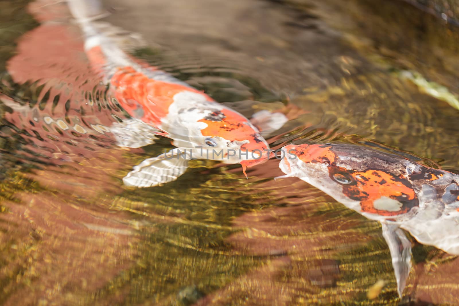 Koi fish, Cyprinus carpio haematopterus, eating in a koi pond in Japan