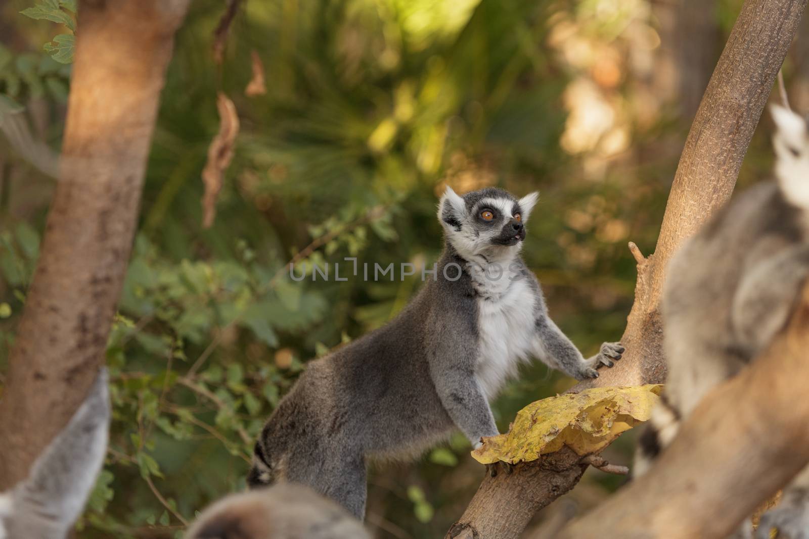 Lemur, Lemuroidea, is endemic to in Madagascar and can be found climbing in trees.