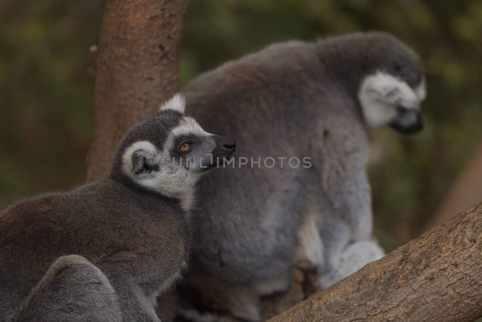 Lemur, Lemuroidea by steffstarr