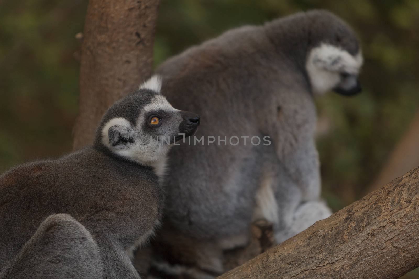 Lemur, Lemuroidea, is endemic to in Madagascar and can be found climbing in trees.