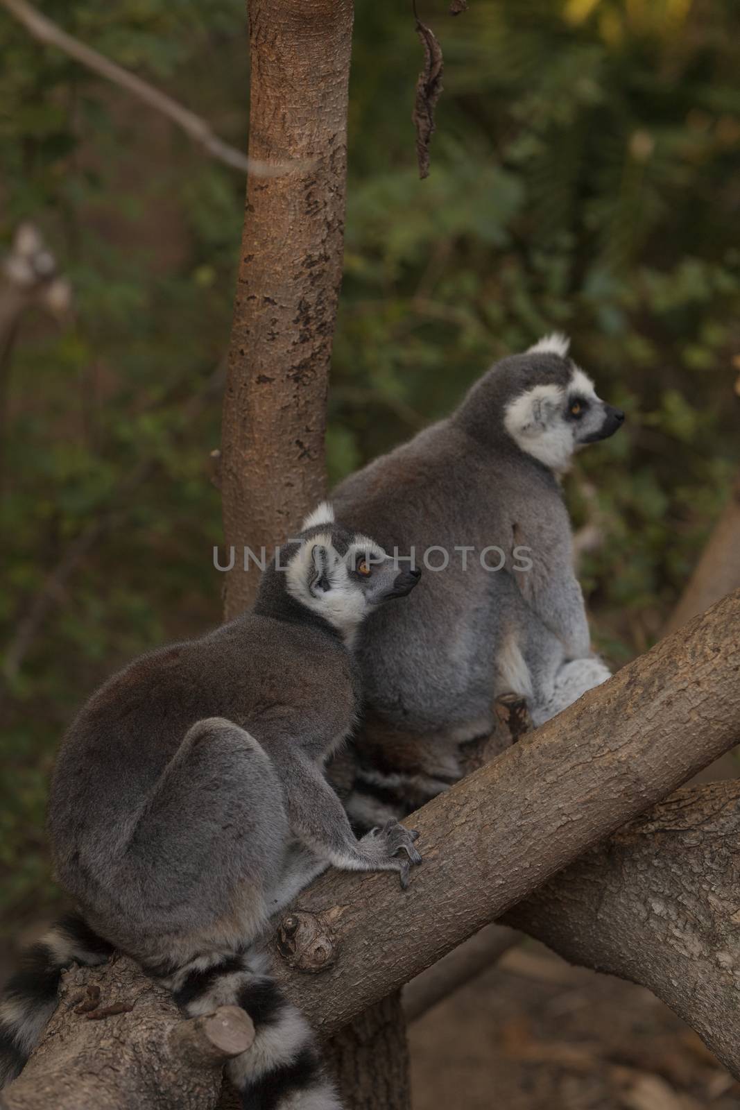 Lemur, Lemuroidea, is endemic to in Madagascar and can be found climbing in trees.