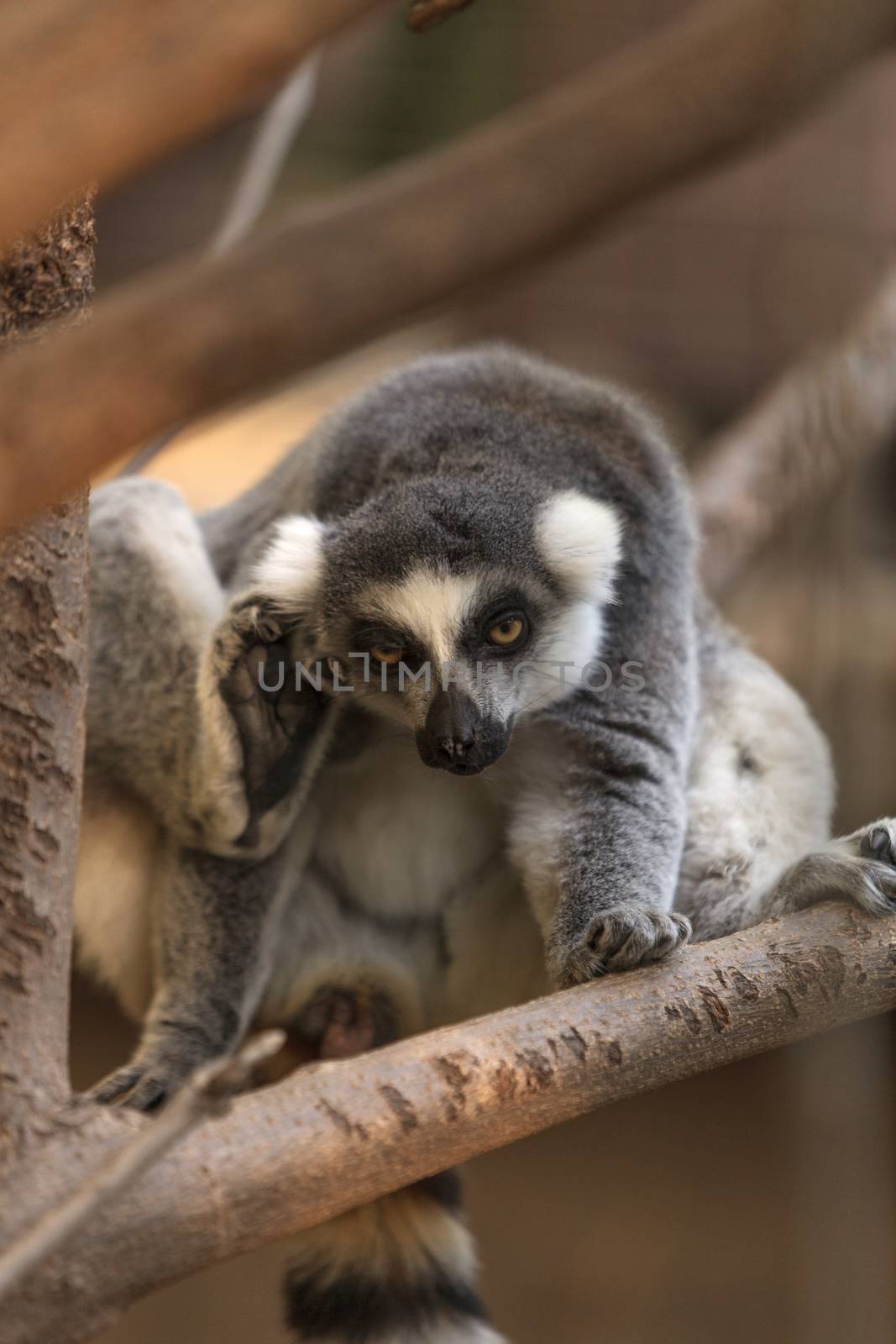 Lemur, Lemuroidea by steffstarr