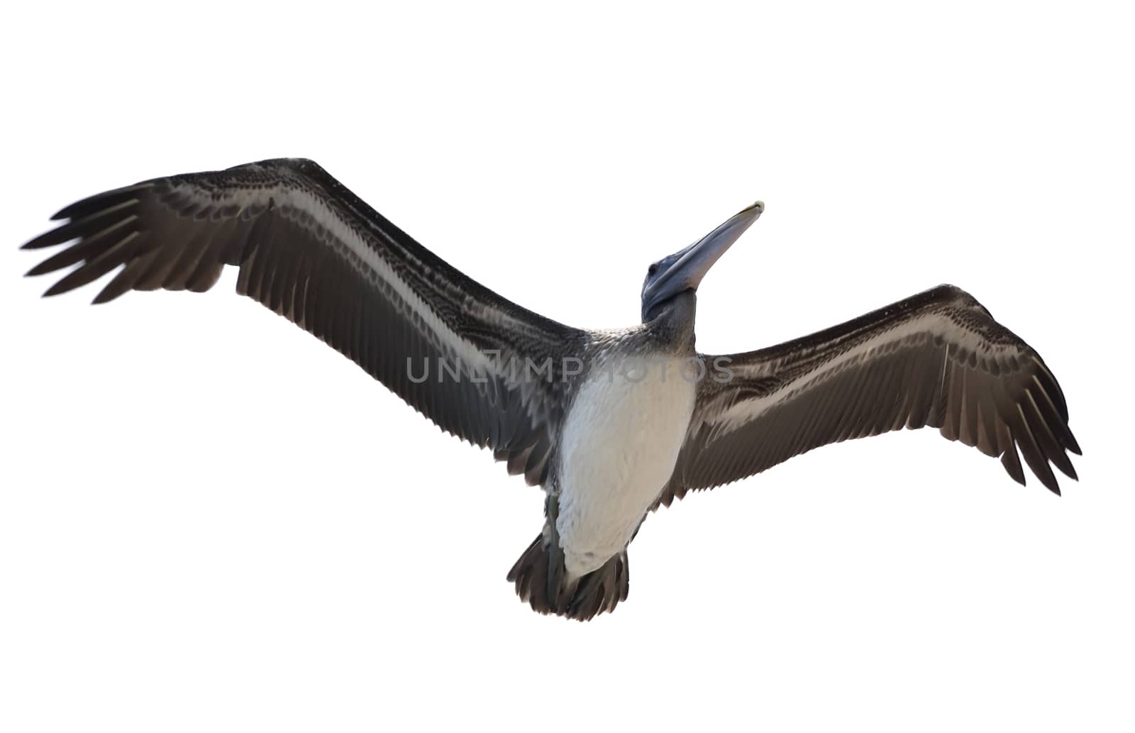 Brown pelican isolated on white background