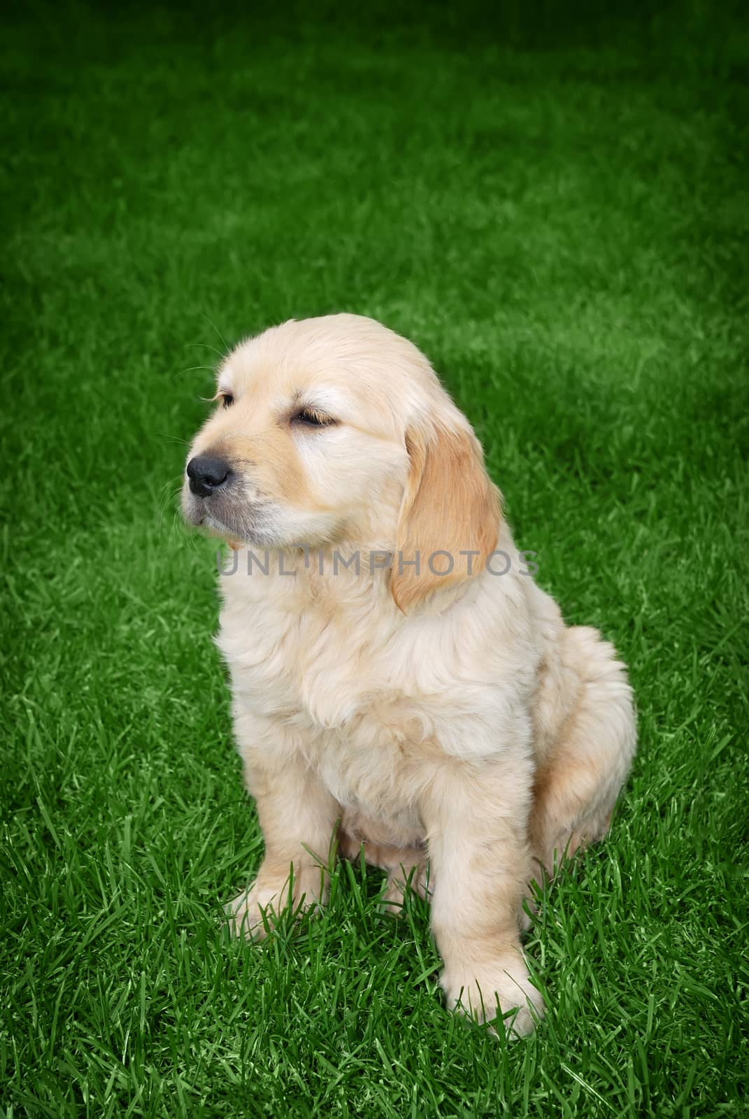 Cute golden retriever puppy sitting on the grass