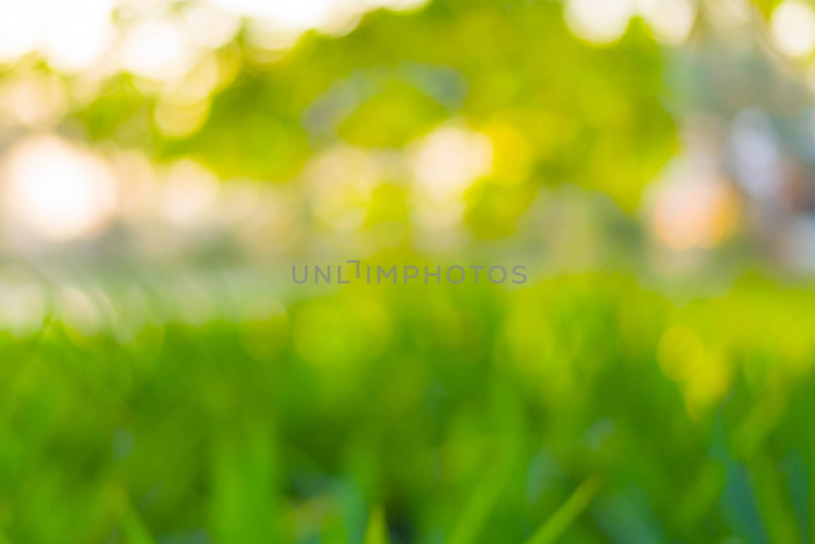 Abstract Green bokeh from tree and sunset color background
