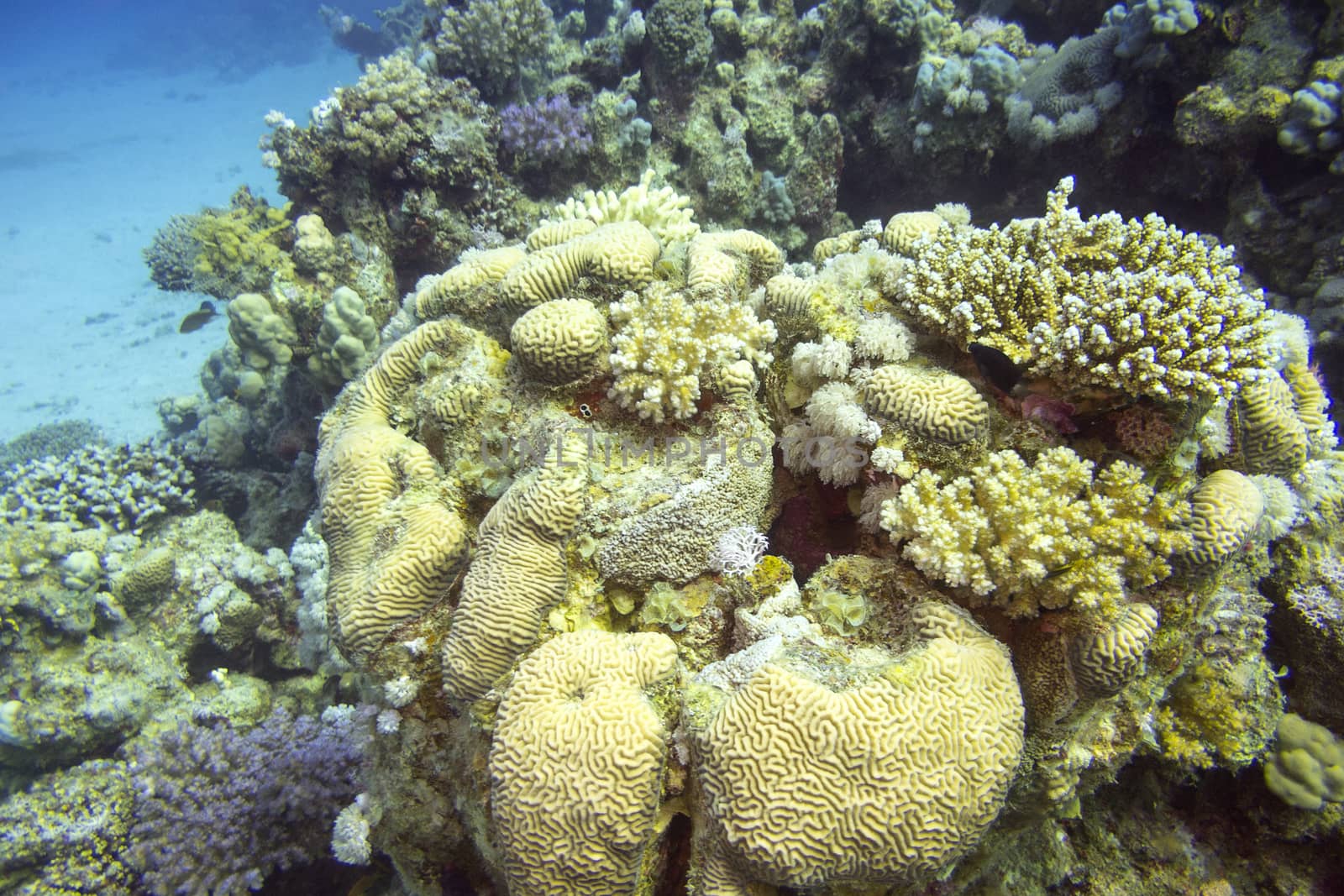 colorful coral reef with brain corals at the bottom of tropical sea, underwater