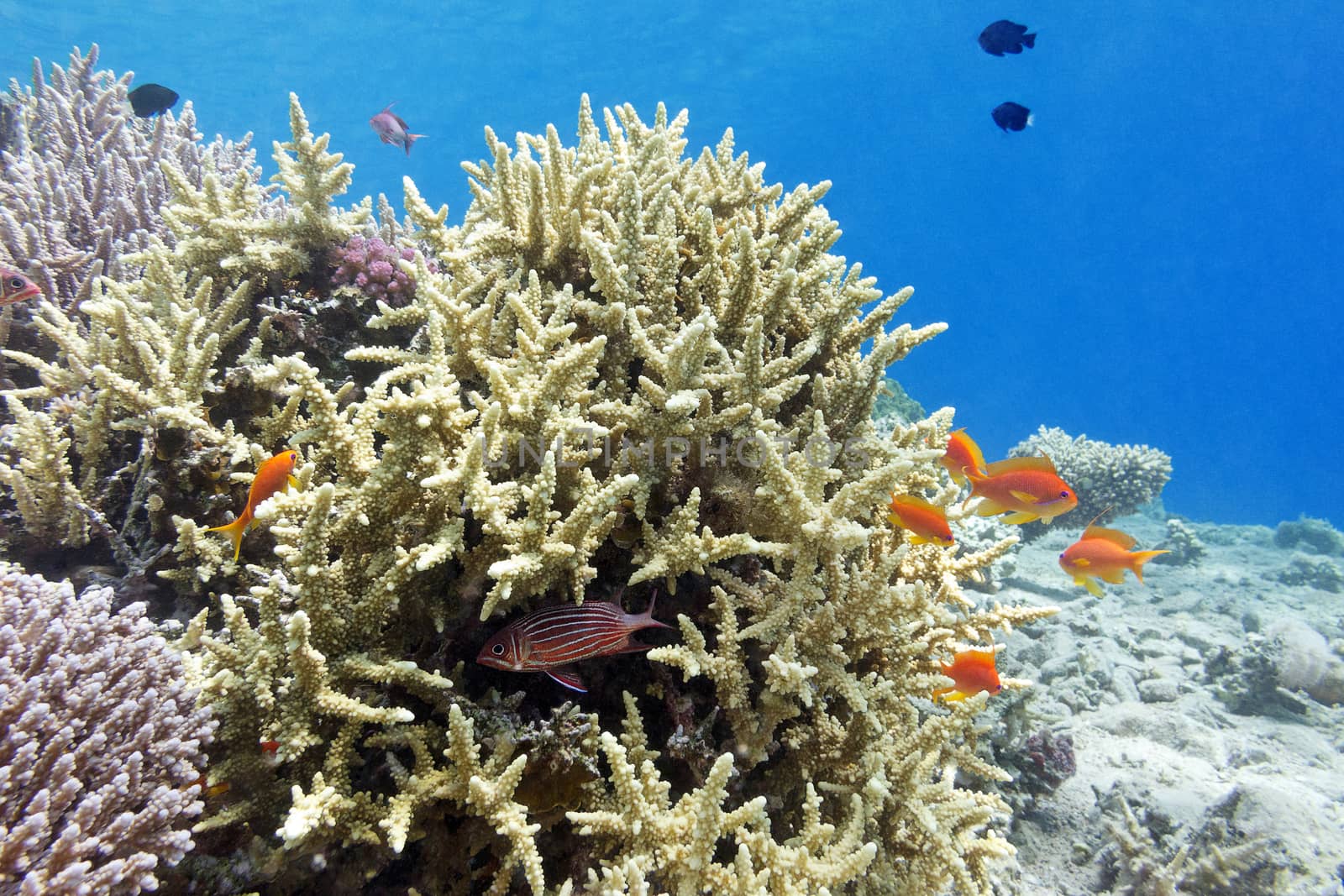 coral reef with hard corals and fishes athias in tropical sea, underwater.